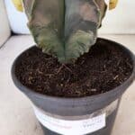 ASTROPHYTUM Myriostigma "Variegata" Nº 1165 – vaso 15