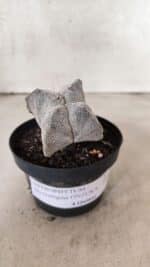 ASTROPHYTUM MYRIOSTIGMA Onzuka "4 Quinas"  Nº 760 – vaso 11 - Imagem 2