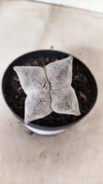 ASTROPHYTUM MYRIOSTIGMA Onzuka "4 Quinas"  Nº 760 – vaso 11 - Imagem 3