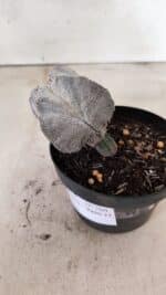 ASTROPHYTUM MYRIOSTIGMA Onzuka "4 Quinas"  Nº 760 – vaso 11 - Imagem 7