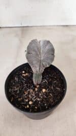 ASTROPHYTUM MYRIOSTIGMA Onzuka "4 Quinas"  Nº 760 – vaso 11 - Imagem 6