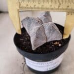 ASTROPHYTUM MYRIOSTIGMA Onzuka "4 Quinas"  Nº 760 – vaso 11
