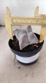 ASTROPHYTUM MYRIOSTIGMA Onzuka "4 Quinas"  Nº 760 – vaso 11