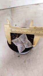 ASTROPHYTUM MYRIOSTIGMA Onzuka "4 Quinas"  Nº 760 – vaso 11 - Imagem 5