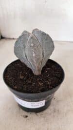 ASTROPHYTUM MYRIOSTIGMA Onzuka Nº 761 – vaso 11 - Imagem 9