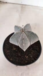 ASTROPHYTUM MYRIOSTIGMA Onzuka Nº 761 – vaso 11 - Imagem 6