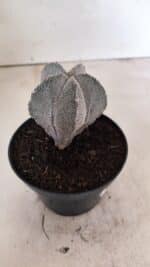 ASTROPHYTUM MYRIOSTIGMA Onzuka Nº 761 – vaso 11 - Imagem 8