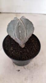 ASTROPHYTUM MYRIOSTIGMA Onzuka Nº 761 – vaso 11 - Imagem 7
