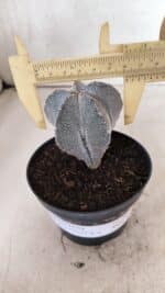 ASTROPHYTUM MYRIOSTIGMA Onzuka Nº 761 – vaso 11 - Imagem 4