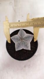 ASTROPHYTUM MYRIOSTIGMA Onzuka Nº 761 – vaso 11