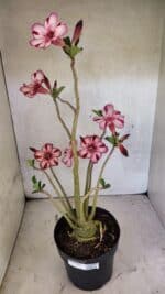 Planta Simples 3356 – 45cm – 04 anos - Imagem 2