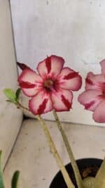 Planta Simples 3356 – 45cm – 04 anos - Imagem 4