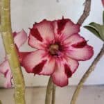 Planta Simples 3356 – 45cm – 04 anos