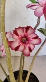 Planta Simples 3356 – 45cm – 04 anos