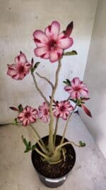 Planta Simples 3356 – 45cm – 04 anos - Imagem 5