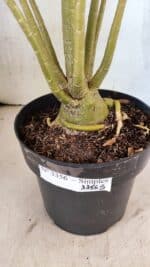 Planta Simples 3356 – 45cm – 04 anos - Imagem 8