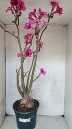 Planta Simples 3361 – 65cm – 06 anos - Imagem 2