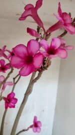 Planta Simples 3361 – 65cm – 06 anos