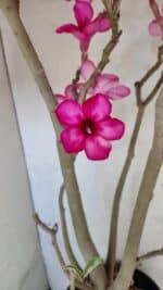 Planta Simples 3361 – 65cm – 06 anos - Imagem 3