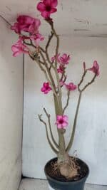 Planta Simples 3361 – 65cm – 06 anos - Imagem 7