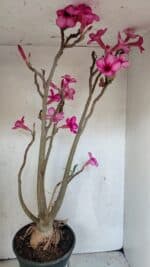 Planta Simples 3361 – 65cm – 06 anos - Imagem 6