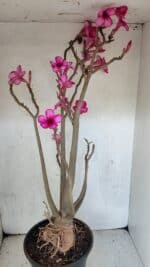 Planta Simples 3361 – 65cm – 06 anos - Imagem 5