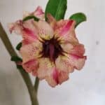 Planta Simples 3365 – 35cm – 03 anos