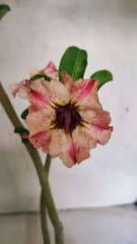 Planta Simples 3365 – 35cm – 03 anos