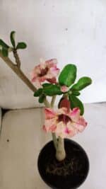 Planta Simples 3365 – 35cm – 03 anos - Imagem 4