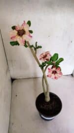 Planta Simples 3365 – 35cm – 03 anos - Imagem 5