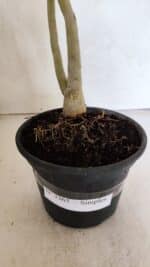 Planta Simples 3365 – 35cm – 03 anos - Imagem 8