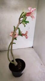 Planta Simples 3365 – 35cm – 03 anos - Imagem 6