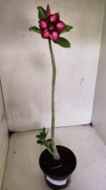 Planta Simples 3366 – 35cm – 03 anos - Imagem 2