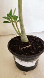 Planta Simples 3366 – 35cm – 03 anos - Imagem 7