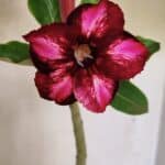 Planta Simples 3366 – 35cm – 03 anos