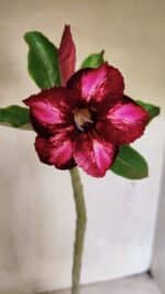 Planta Simples 3366 – 35cm – 03 anos