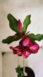 Planta Simples 3366 – 35cm – 03 anos - Imagem 4