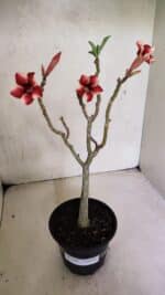 Planta Simples 3367 – 35cm – 03 anos - Imagem 2