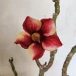 Planta Simples 3367 – 35cm – 03 anos