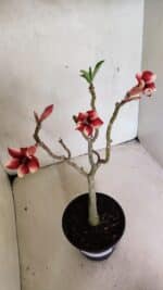 Planta Simples 3367 – 35cm – 03 anos - Imagem 7