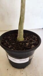 Planta Simples 3367 – 35cm – 03 anos - Imagem 6