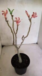 Planta Simples 3367 – 35cm – 03 anos - Imagem 5