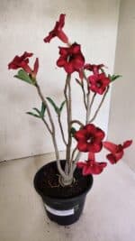 Planta Simples 3368 – 35cm – 03 anos - Imagem 2