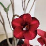 Planta Simples 3368 – 35cm – 03 anos