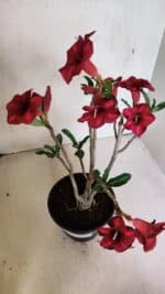 Planta Simples 3368 – 35cm – 03 anos - Imagem 4