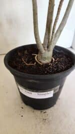 Planta Simples 3368 – 35cm – 03 anos - Imagem 6