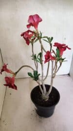 Planta Simples 3368 – 35cm – 03 anos - Imagem 7