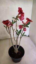 Planta Simples 3368 – 35cm – 03 anos - Imagem 5