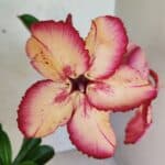 Planta Simples 3369 – 30cm – 02 anos