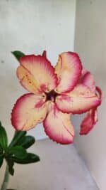 Planta Simples 3369 – 30cm – 02 anos